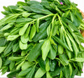 Fresh water leaves