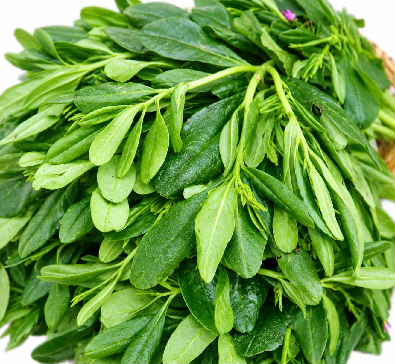 Fresh water leaves